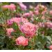 Rosier Allegro Symphonie ® Meilauron