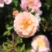 Apricot DRIFT® Meimirote