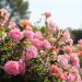 Rosier Pink CHANTILLY ® Meilevire