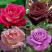 Collection rosiers coloris d'exception