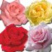 Rosiers Artistes Classiques