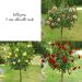 Collection 3 rosiers demi-tiges