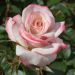 Rosier LYON LUMIERES ® Meivanae