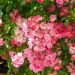 Rosier grimpant liane Maria Lisa, plantes grimpantes Meilland Richardier