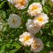 Rosier grimpant liane Ghislaine de Féligonde, plantes grimpantes Meilland Richardier