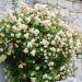 Rosier grimpant liane Ghislaine de Féligonde, plantes grimpantes Meilland Richardier