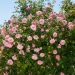 Rosier grimpant liane Paul Transon, plantes grimpantes fleuries Meilland Richardier