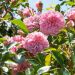 Rosier grimpant liane Paul Transon, plantes grimpantes fleuries Meilland Richardier