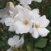 Rosier White KNOCK OUT ® Radwhite