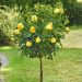 Rosier Demi-tige CARTE D'OR ® Meidresia