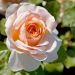Rosier Tige ANDRE LE NOTRE ® Meiceppus