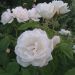 Rosier Demi-tige ICEBERG ®