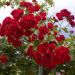 Rosier Pleureur Scarlet MEILLANDECOR ® Meikrotal
