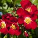 Rosier Rouge MEILLANDECOR® Meineble