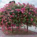 Rosier Pleureur Magic MEILLANDECOR ® Meibonrib