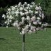 Rosier Pleureur Ice MEILLANDECOR ® Meivahyn