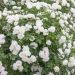 Rosier Crème CHANTILLY ® Meiradena