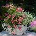 Mini-rosier LillyRose TM Wonder6 ‘Hohoemi rouge’