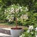 Rosier Demi-tige semi-retombant Icy DRIFT ® Meipicdevoj