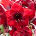 Amaryllis Benfica