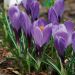 20 Crocus à grandes fleurs Grand Maître
