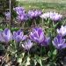 Crocus à grandes fleurs Pickwick