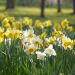 Narcisses simples en mélange