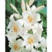Lis de la Madone, lis blanc ou Lilium candidum