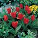 Tulipe botanique Showwinner