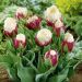 Tulipe double tardive Ice Cream