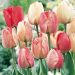 Tulipes Darwin Silver Stream