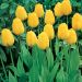 Tulipe Darwin Golden Apeldoorn