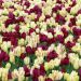 Tulipes tardives mélange Pluriflores