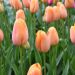 Tulipe Dordogne
