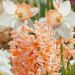 Assortiment Les abricots : narcisse jacinthe