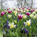 Assortiment champêtre : tulipe muscari narcisse