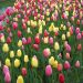 Tulipes Darwin en mélange bulbes