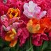 Tulipes Perroquet en mélange bulbes