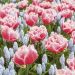 Assortiment Manon : muscari tulipe