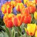 Tulipe Simple Hâtive Flair