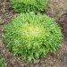 Chicorée frisée très fine maraîchère 3