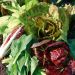 Chicorée à feuilles sauvage en mélange