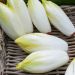 Chicorée Endive Witloof Platine HF1