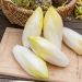 Chicorée Endive Witloof Zoom HF1