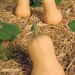 Courge Musquée Waltham Butternut