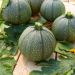 Courgette de Nice à fruit rond