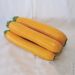 Courgette Orelia HF1