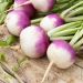 Navet blanc Globe collet violet