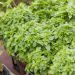 Basilic Fin Vert nain compact