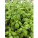 Basilic Genovese BIO